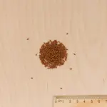 Potagères - Cresson de Jardin - BIO - MEDIA_3D